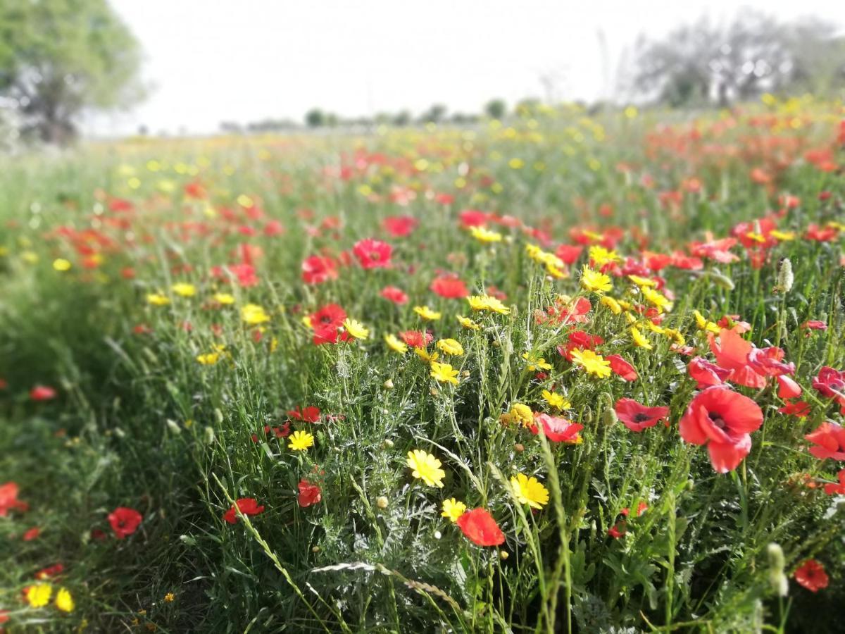 Agriturismo Fondo Paliemmu Модіка Екстер'єр фото